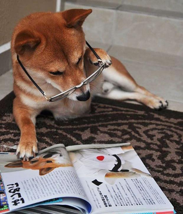 这只柴犬趴在地毯上,读一本日语读物,内容应该与它的家族有关.
