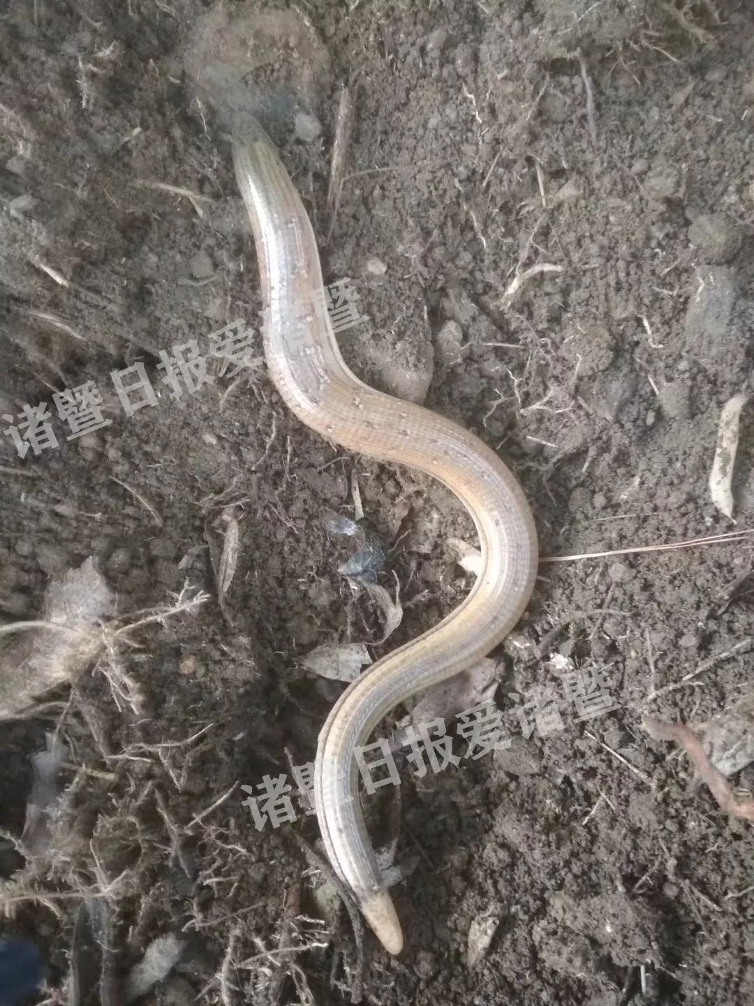 挖出个怪物男子挖笋一锄头下去惊呆了不是蛇专家说