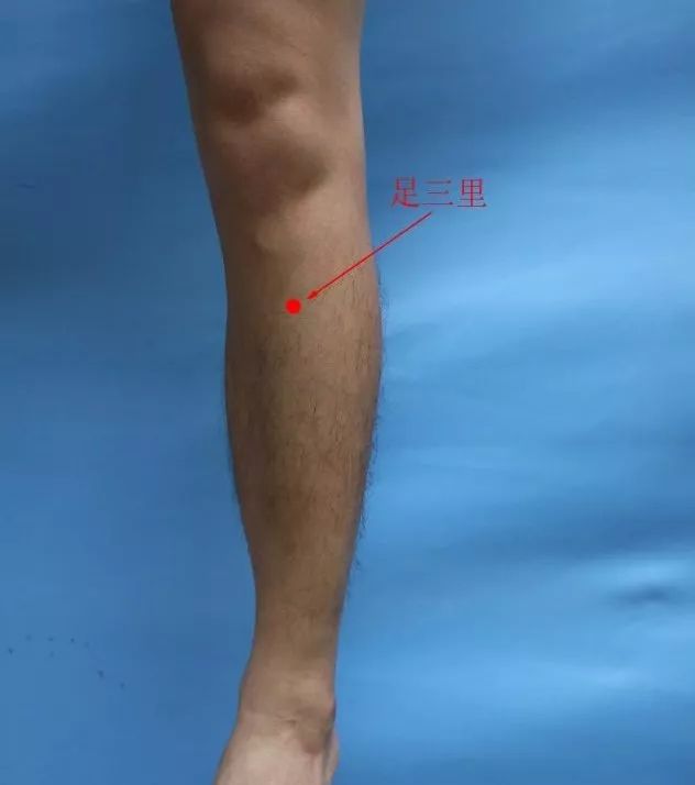 定位:小腿前外侧,髌骨与髌韧带外侧凹陷下3寸处,距胫骨前缘一横指.