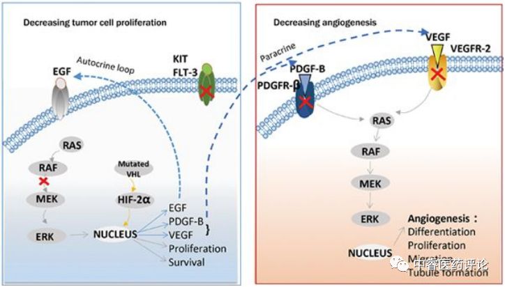 通路而直接抑制肿瘤细胞的增殖;通过抑制vegfr和血小板衍生生长因子