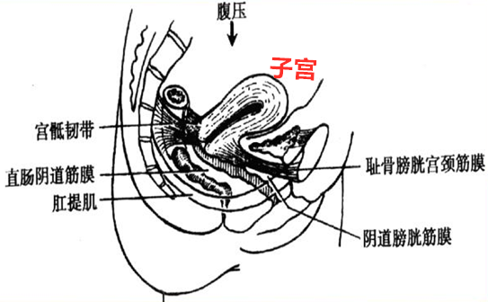 正常的子宫都是依靠盆底筋膜和韧带支撑形象点说,就好比子宫是一艘船