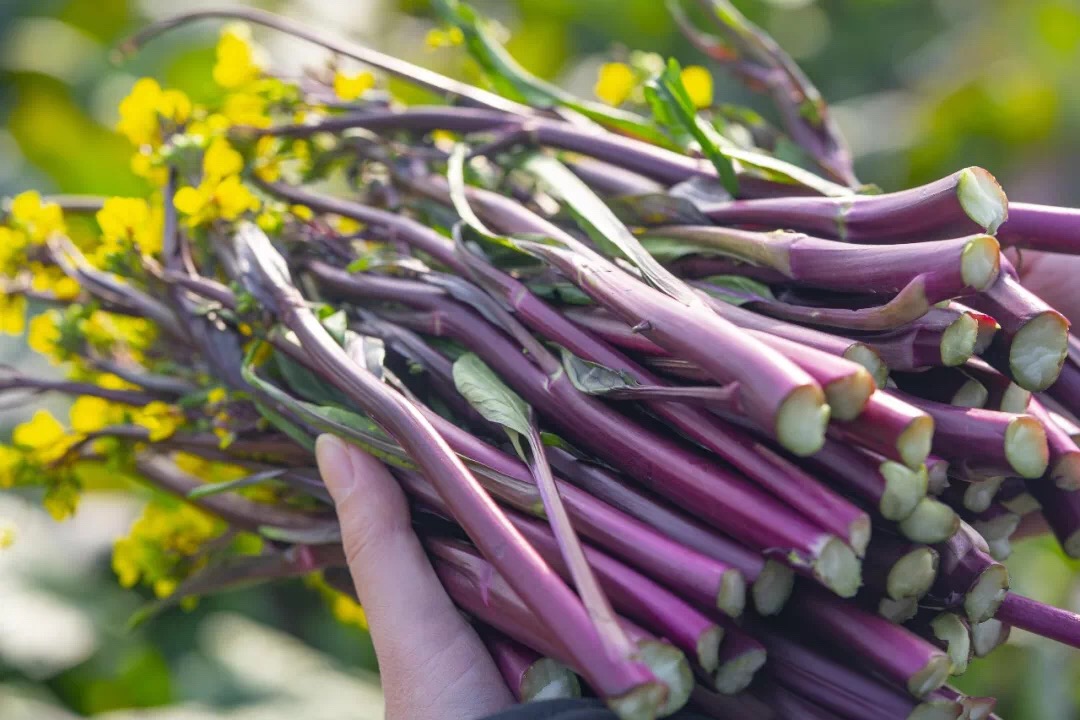 1000元斤的洪山菜薹和4元斤的红菜薹有什么区别