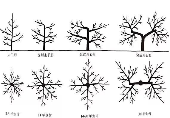 苹果树不同树形整形修剪讲解