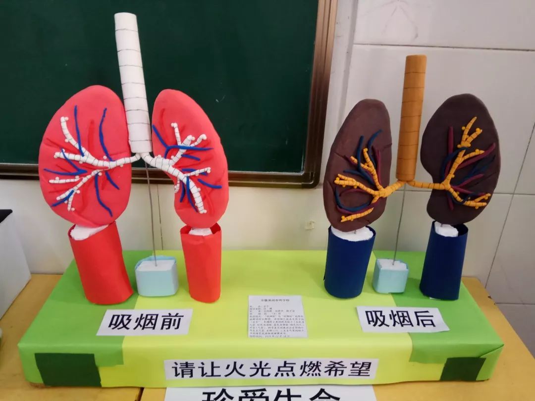 探究生命奥秘展示模型之美春晖学校高中部生物模型大赛作品获市一等奖