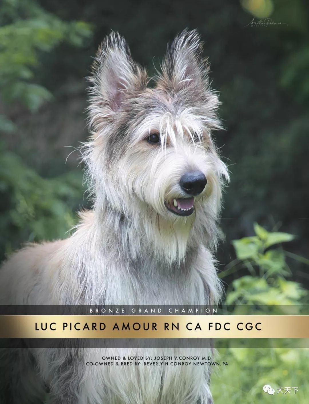 每日一王者luc强势回归的美国akc博格皮卡地犬no1