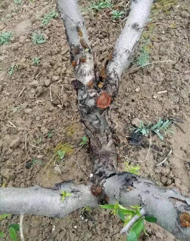 "病":枝干有溃疡病,腐烂病,流胶病,叶片和根系发病重的树. 4.