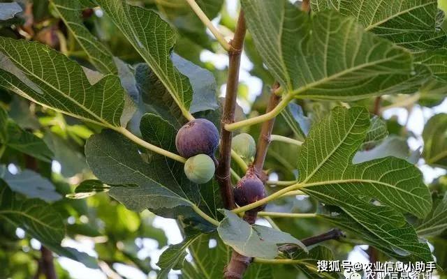 無花果常見6種病害及4種蟲害發病規律防治措施