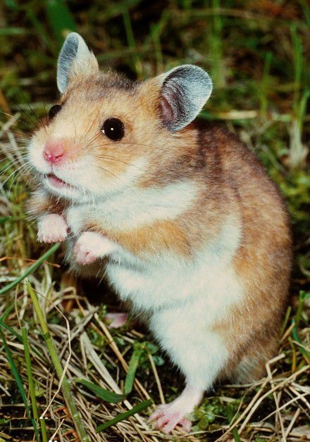 鼠年迎来黄金鼠,乐享黄金数一年_仓鼠