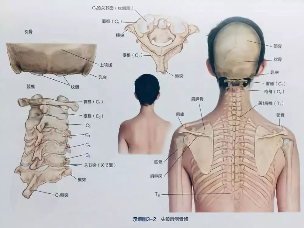 枕骨隆突解剖图片