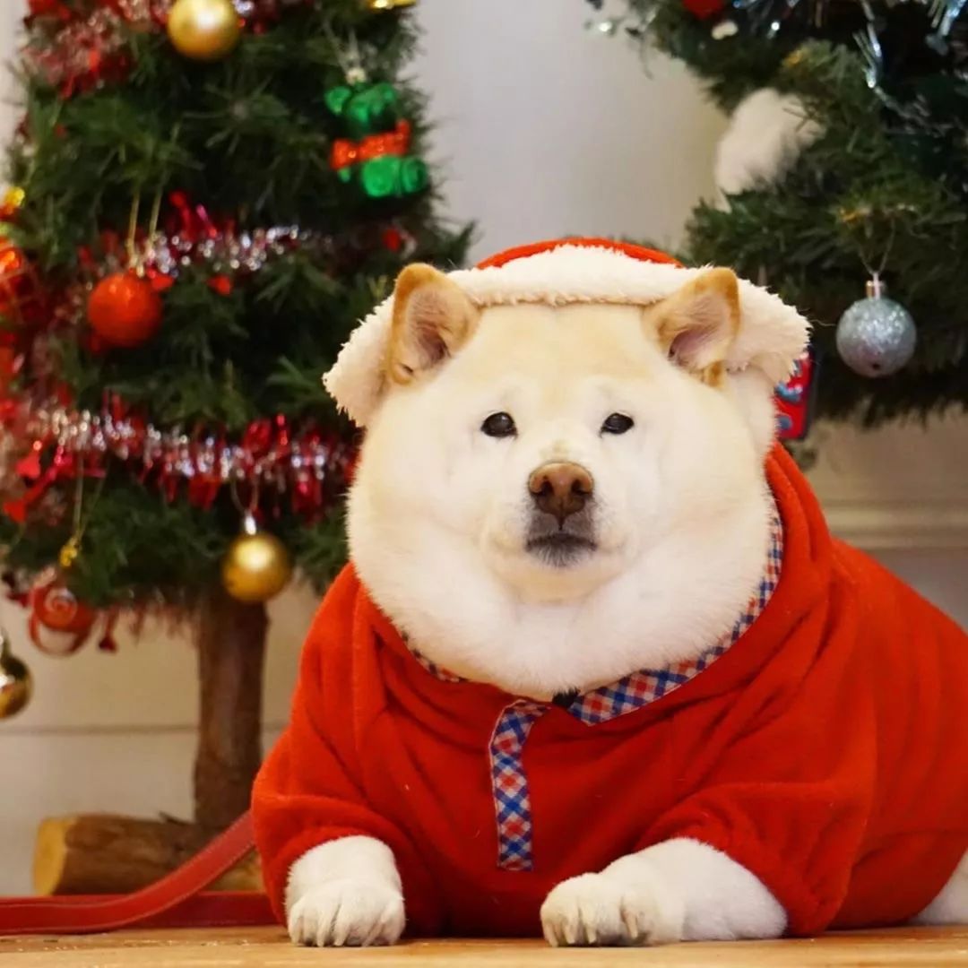 这个大圆脸也是狠可爱了