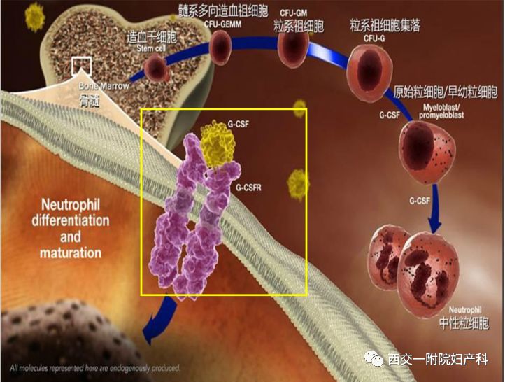 化疗导致的中性粒细胞减少一