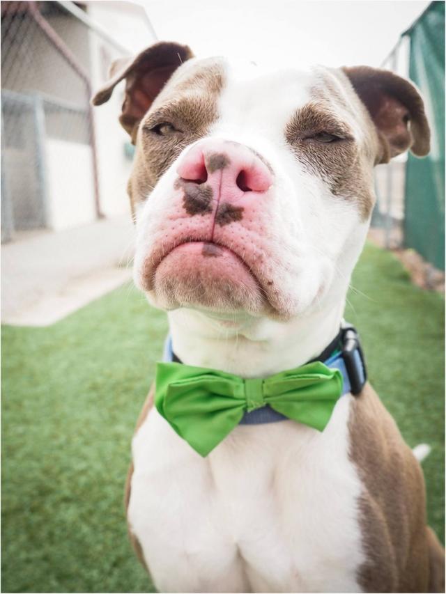 狗狗因为表情太拽了被人嫌弃,看颜值的世界狗也受委屈了