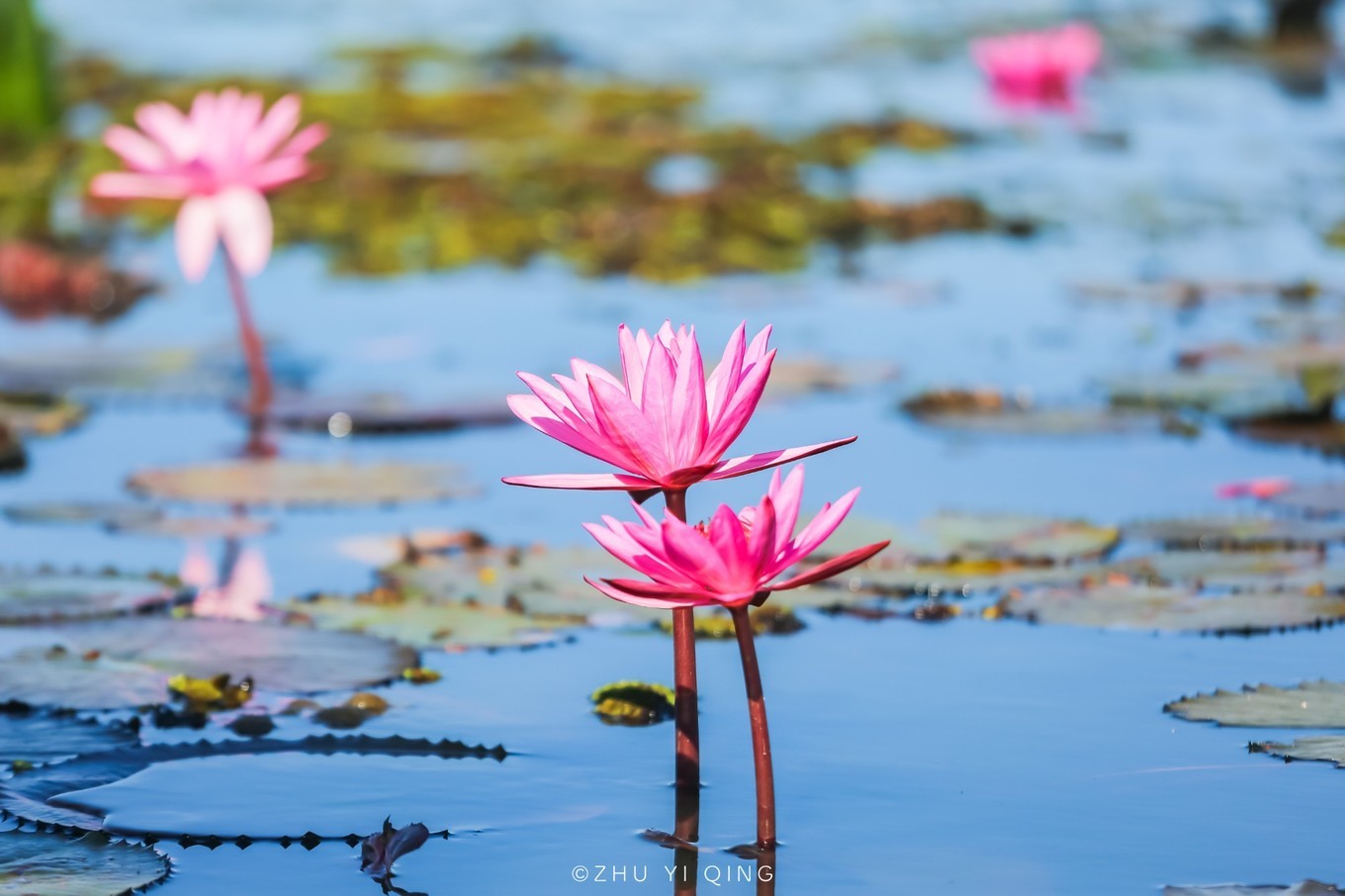 原创泰国也有座太湖开满莲花而成为世界奇观藏在边境很少中国游客