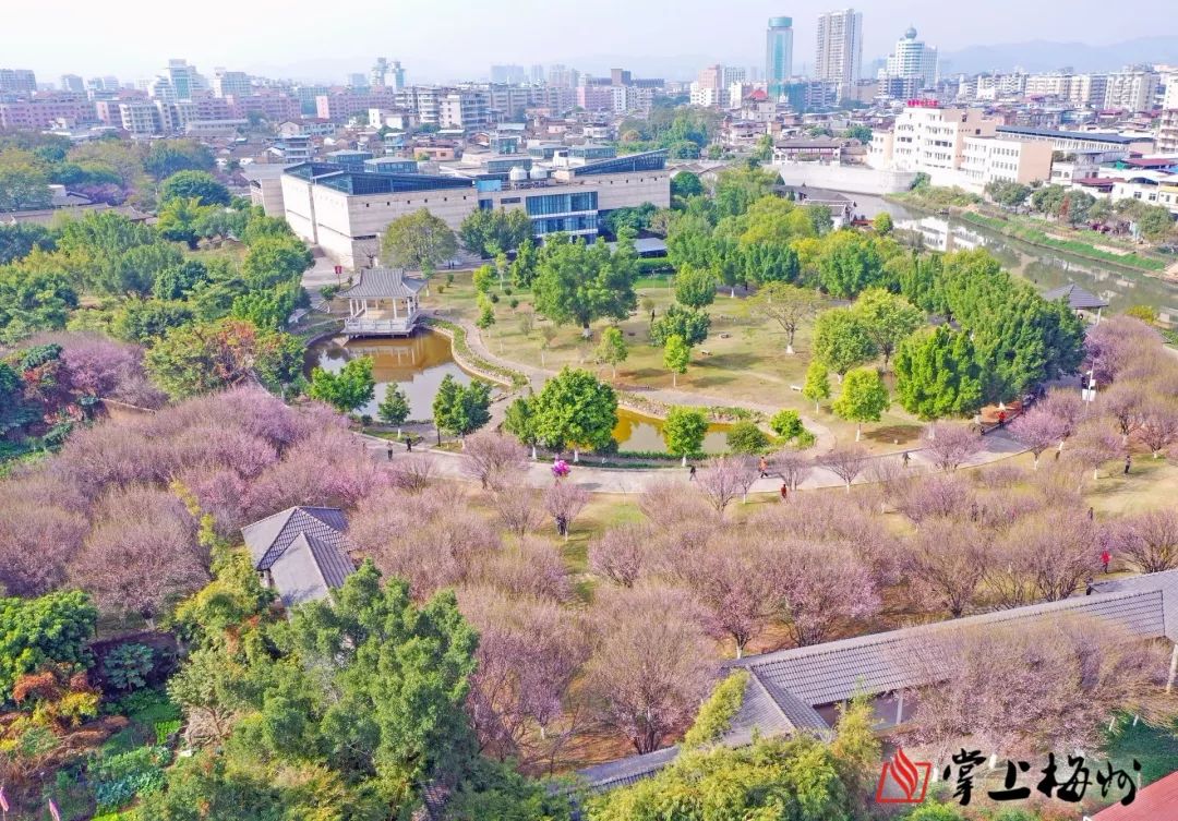 梅花闹游人醉看冬日和煦的风吹开了这里的梅花