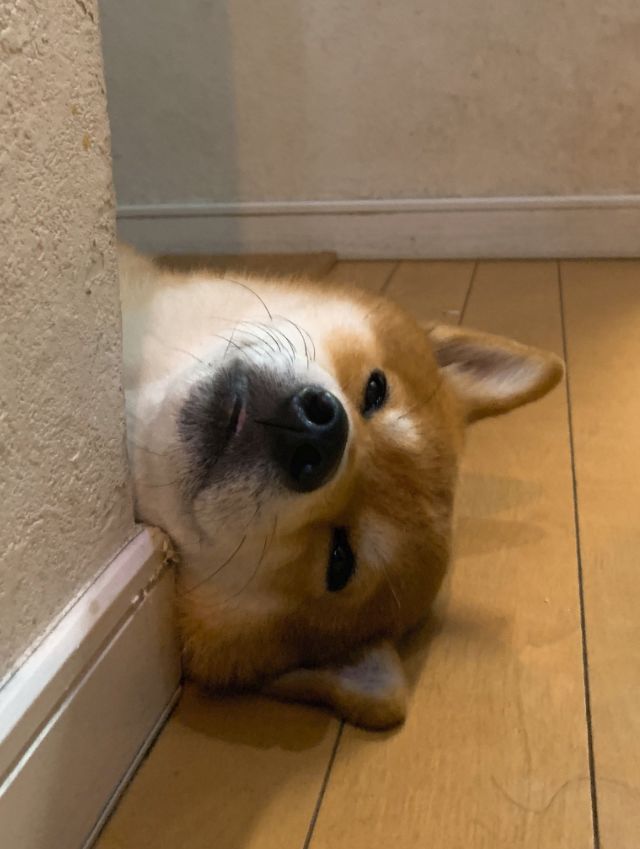 日本一铲屎官分享自家柴犬与娃争风吃醋的照片惹笑千