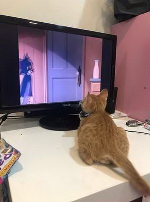 猫咪沉迷看电视,目不转睛地看着《猫和老鼠》,这是在学习捕鼠吗