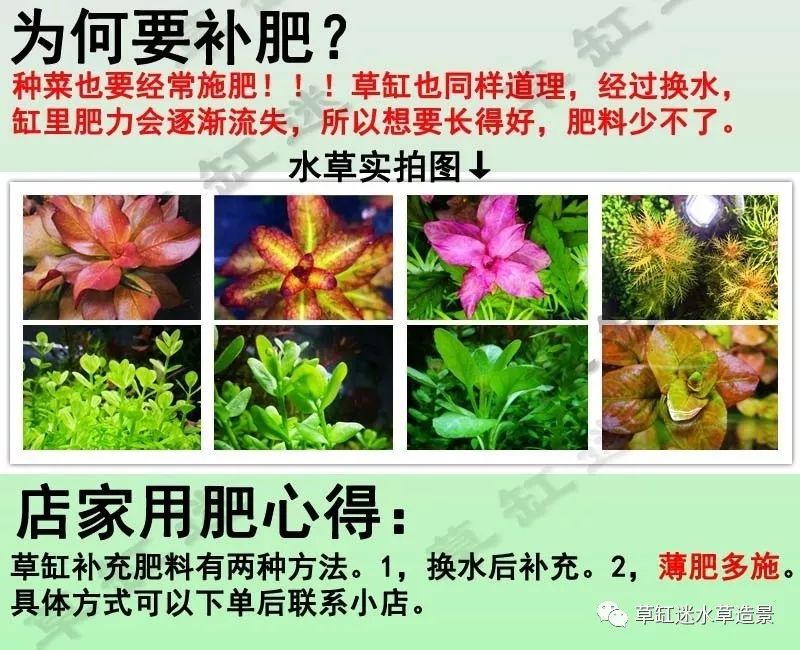 挖耳草种植方法图片