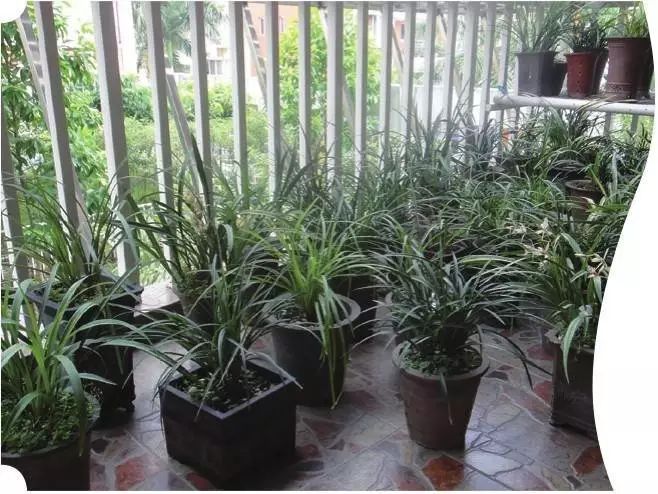 绝非奢望阳台养兰花光照还能改