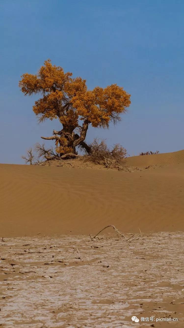 孤独的大漠胡杨图片图片
