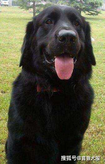 天下之大无奇不有,你见过纯黑色的金毛犬吗?今天带你认识一下!
