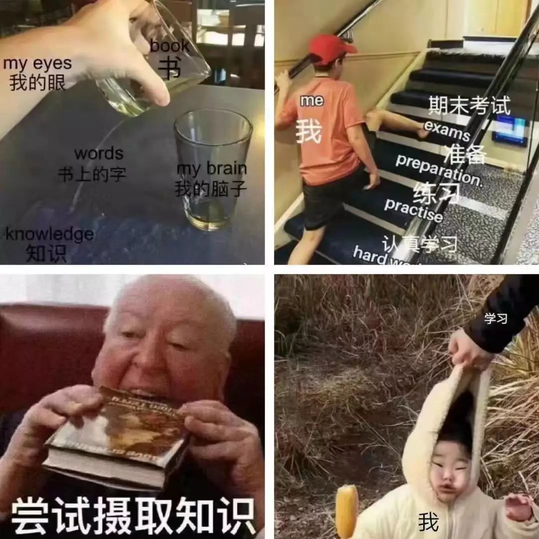 知识不进脑子的表情包图片