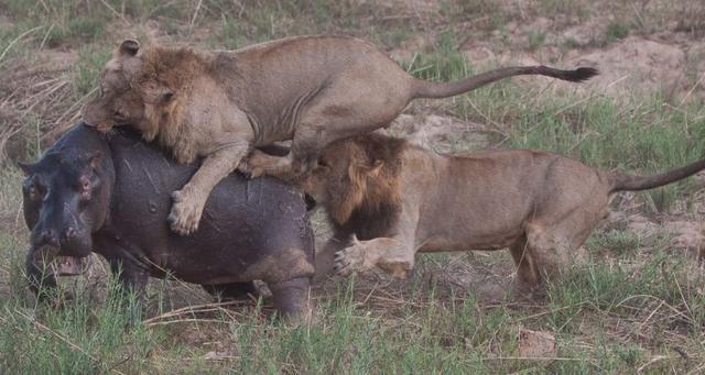 两个狮子合力攻击河马,厮杀的昏天暗地像是世界大战一样惊心动魄