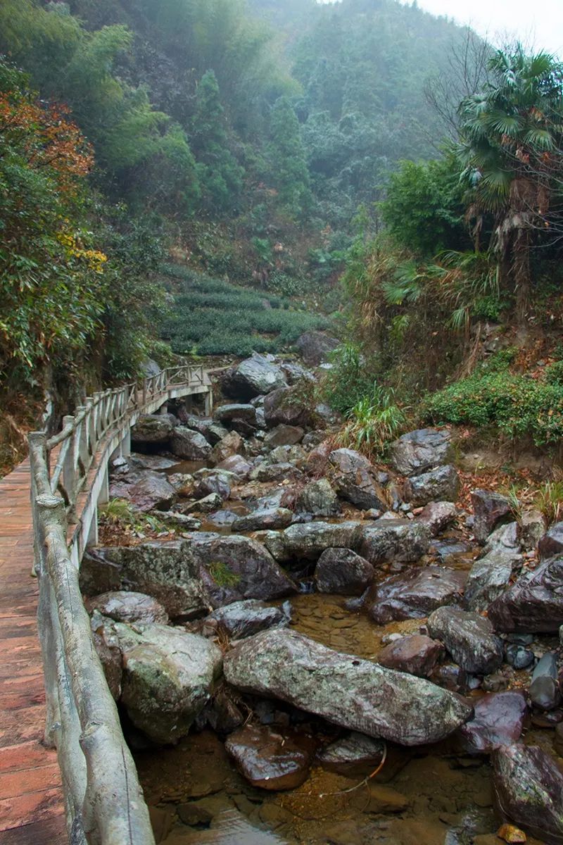 景区村庄丨箬阳乡茶园村茶园深处有人家