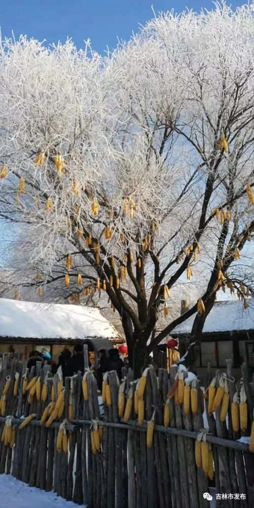 东北树挂,东北的树,东北树挂图片_文秘苑图库