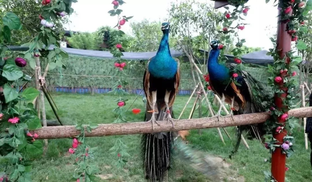 孔雀园▲拍照圣地▲真人变形金刚真人不倒翁除了这些更有超多网红