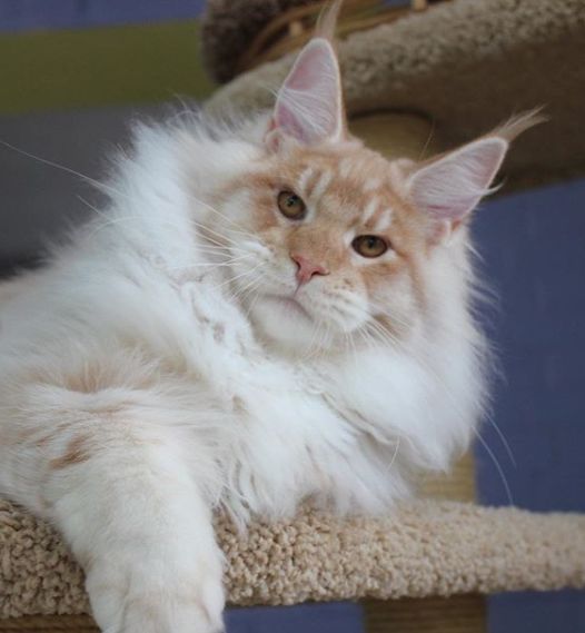 无论你是资深猫奴,还是猫界小白,都应该与时俱进,学习和倡导 科学养猫