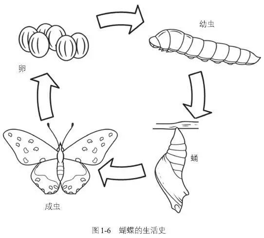 蝴蝶的生长过程图画图片