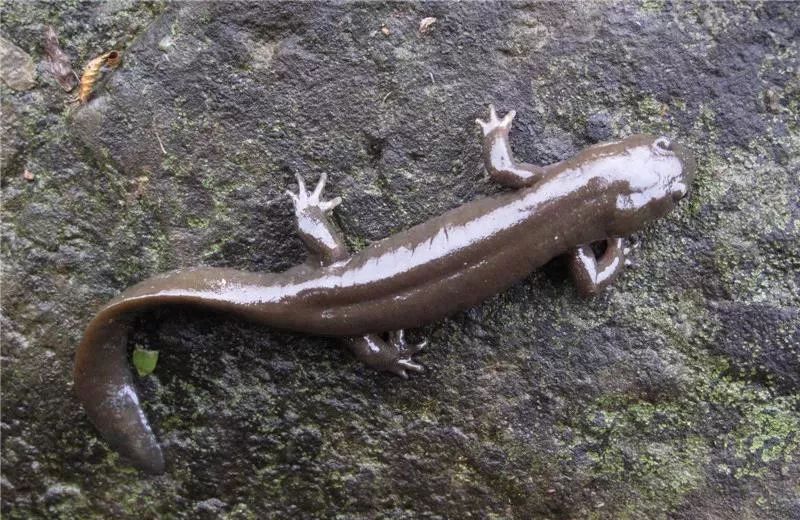 濒危物种"义乌小鲵"爱上象山!近期产下可爱小宝宝
