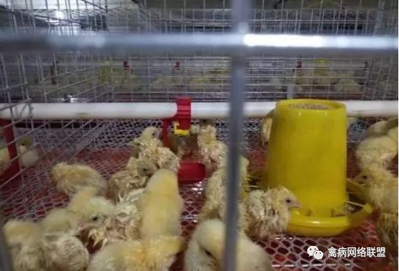 笼养肉鸡的饲养管理全过程祥记_雏鸡