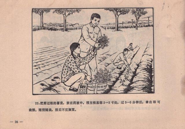 农业知识连环画消灭红薯黑癍病1979版