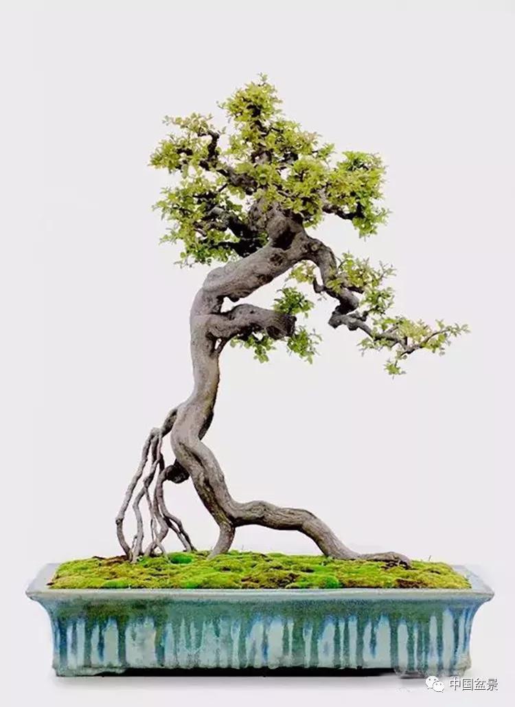 盆景行话不懂赶紧看看了