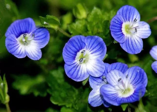 26种阔叶杂草 张高清图 赶紧收藏 胡菜