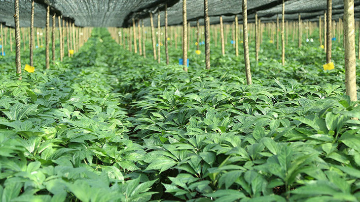 选择三七,应当选对产地,三七以云南文山所产最佳,例如云南白药,七丹