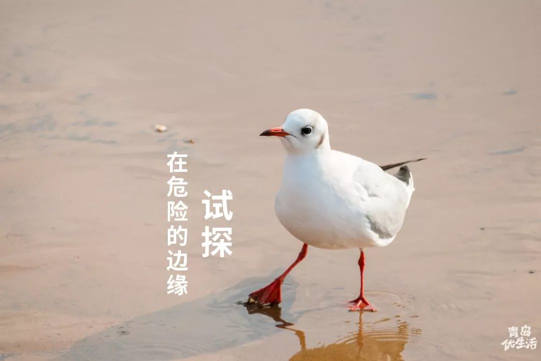 等了一年的大雪终于来了如期而至的还有远方来的海鸥