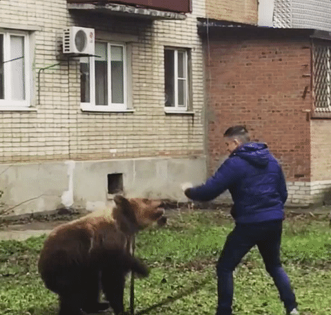 俄罗斯男子上街遛棕熊后被盯上了,他还当街和熊打打闹闹