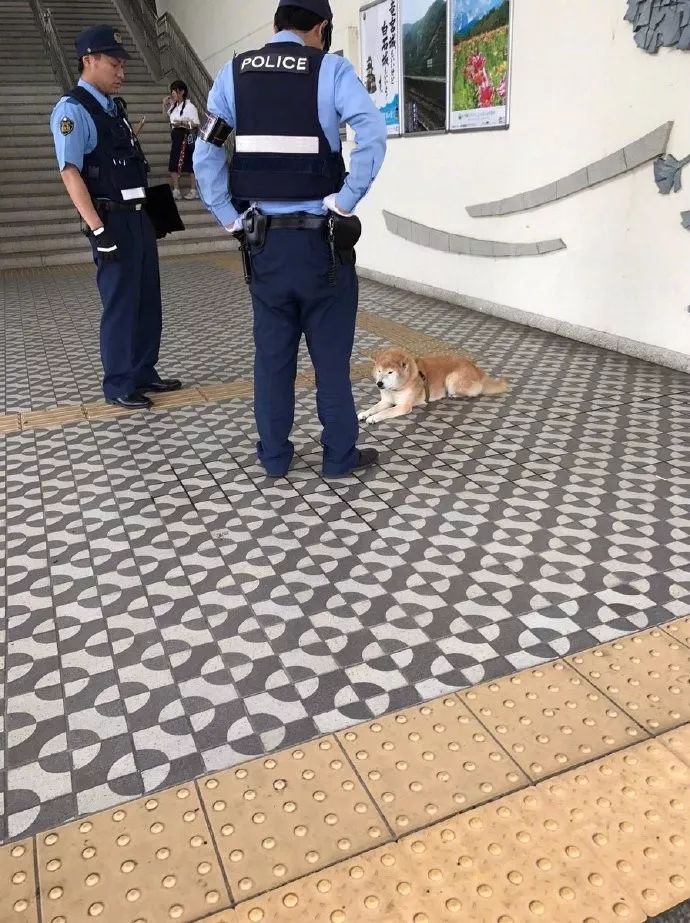 狗被警察抓走的表情包图片
