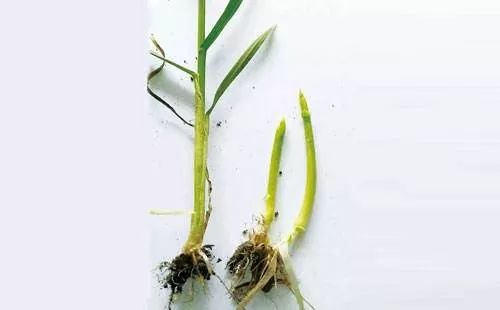 小麦提前过早拔节怎么办要想不减产赶快看答案