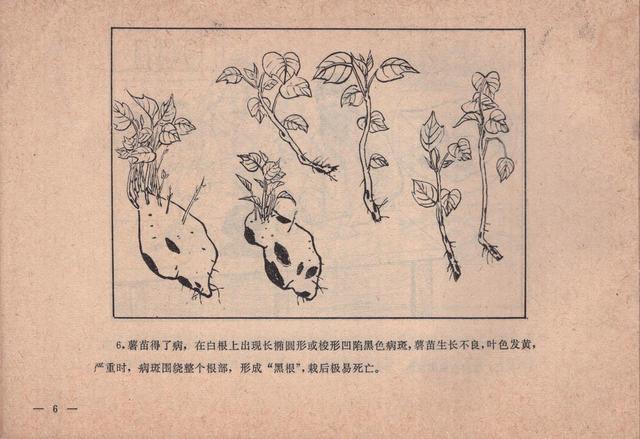 农业知识连环画消灭红薯黑癍病1979版