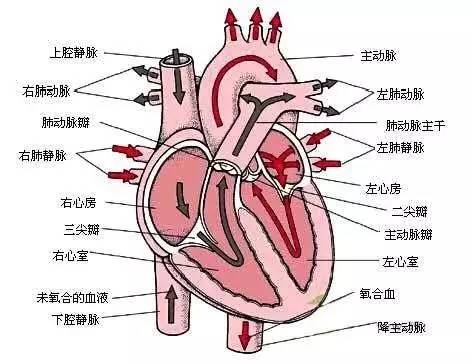 拯救人体的第二心脏小腿