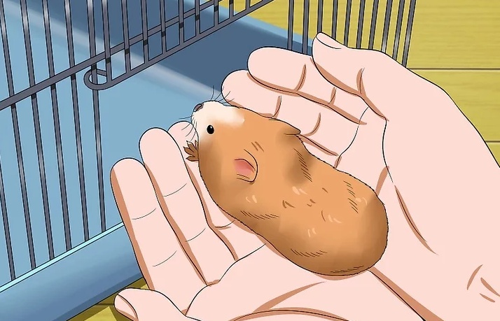 如何让仓鼠信任你_笼子