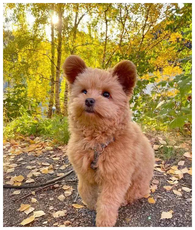 跟一般贵宾犬不同,这只狗狗耳朵立起来,可爱到心都融化