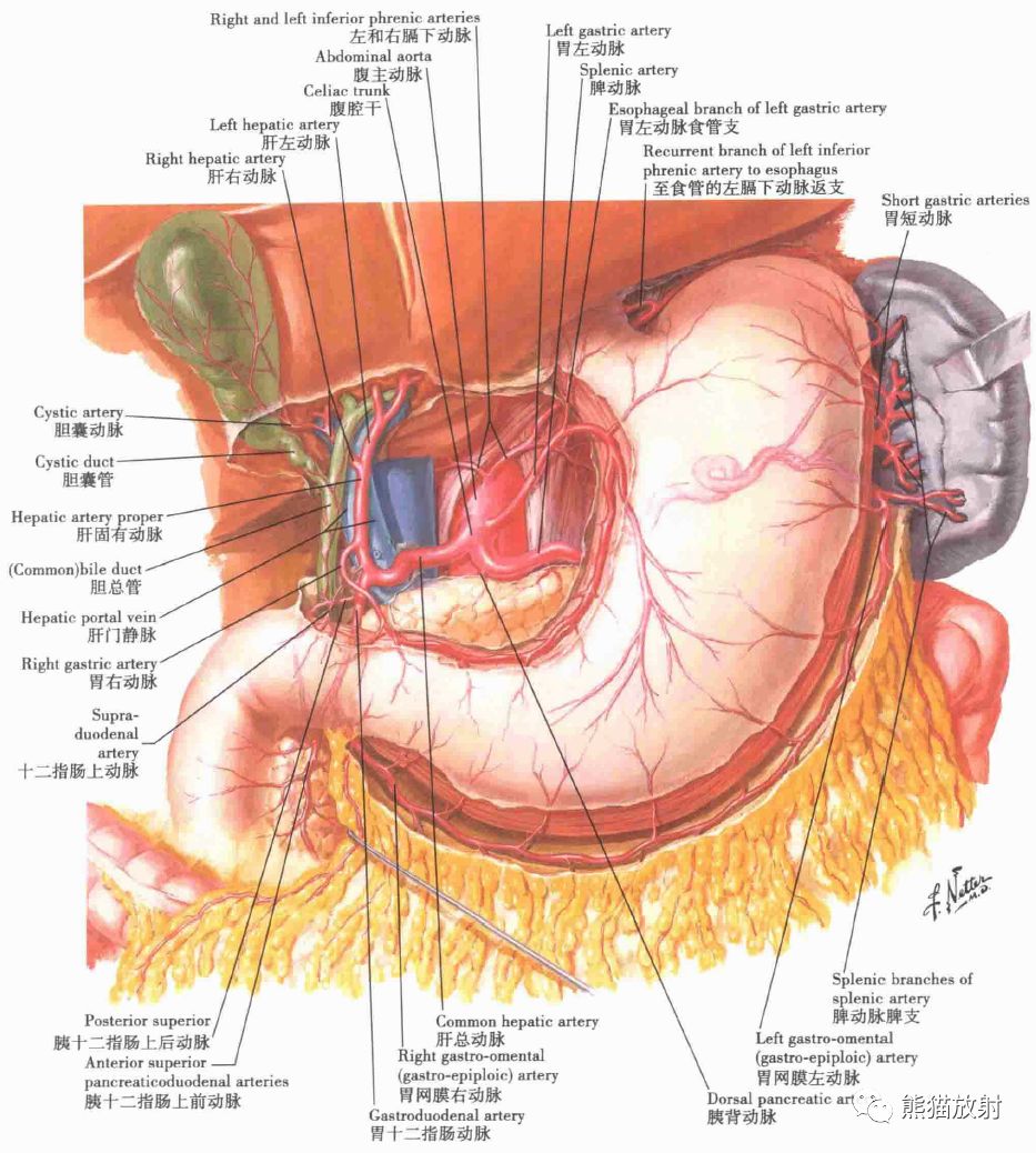 胃部血管解剖图详细图图片