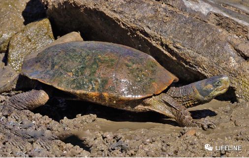 走心全网最全一篇介绍欧洲黄喉的地中海石龟文章
