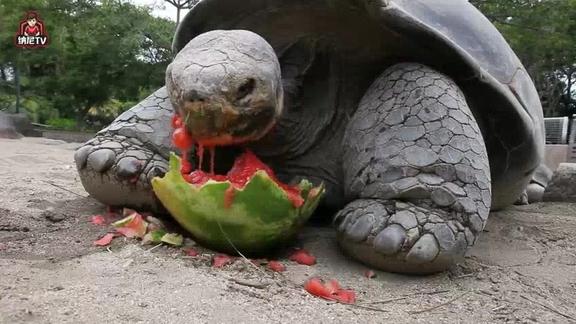食人乌龟 可怕图片