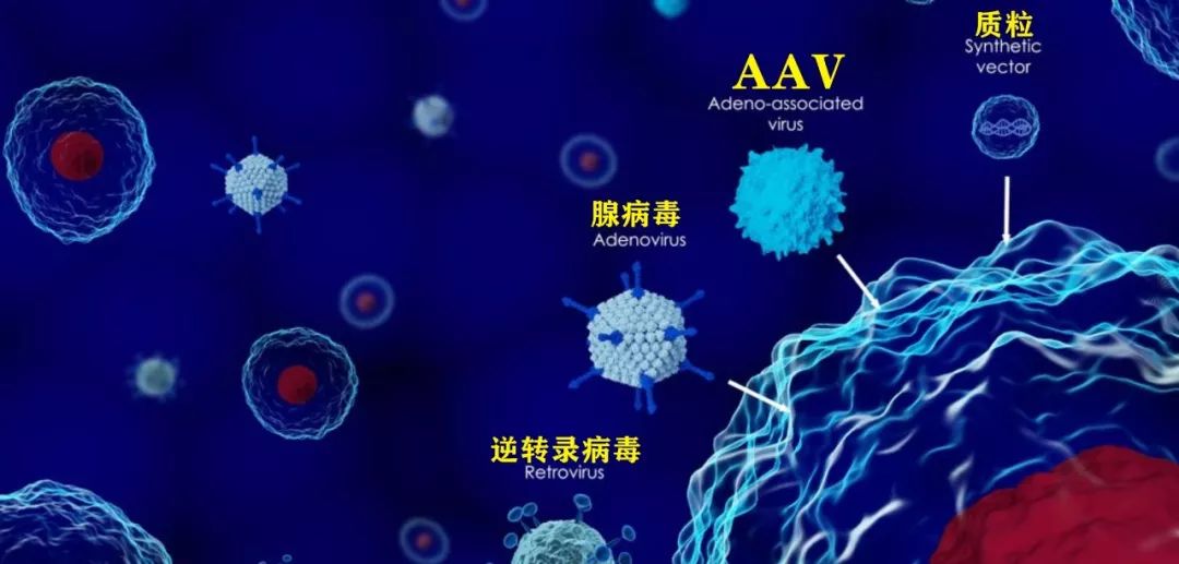 virus,aav)是目前發現的一類結構最簡單的單鏈dna缺陷型病毒