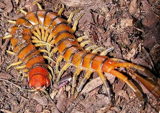 世界最可怕的十种蜈蚣,体长近半米实在太吓人!